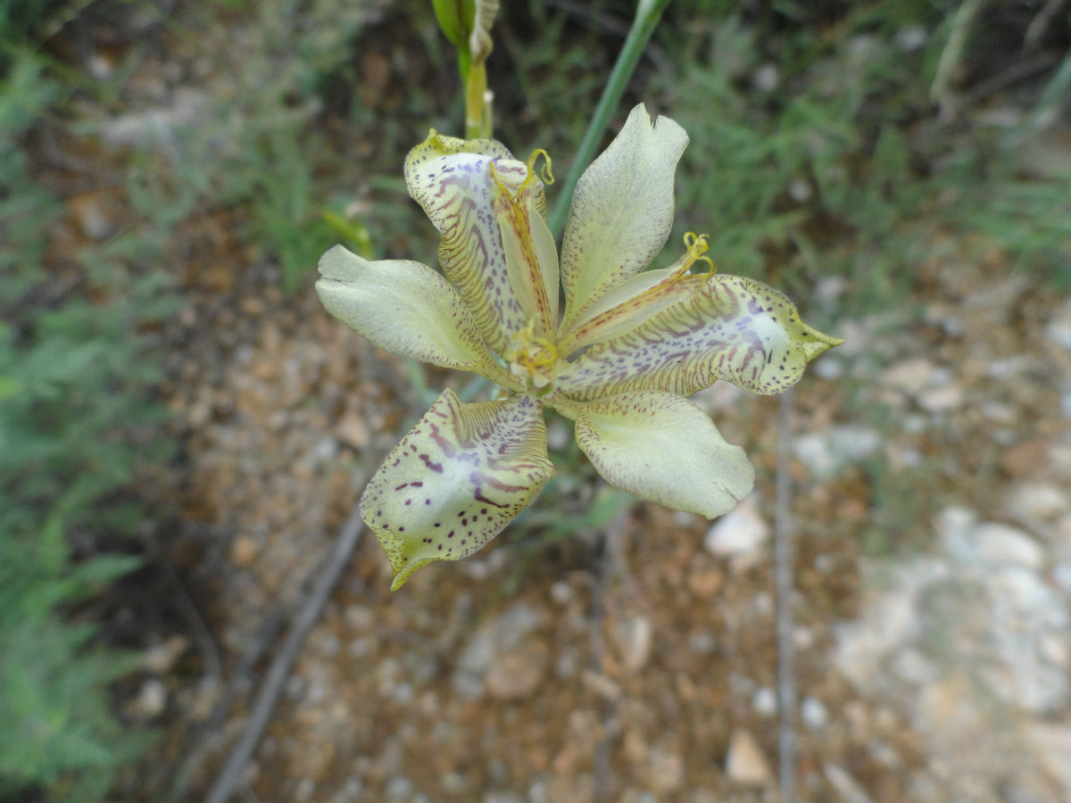 扇子花