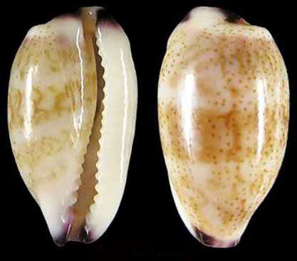  p>紫端宝螺(学名:purpuradusta fimbriata fimbriata)是腹足纲宝螺科