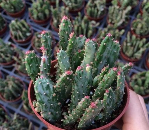  p data-id="gnbacx5x34">彩扇,又名青扇锦,姬珊瑚锦.