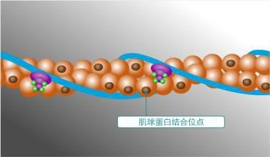  p>肌球蛋白(myosin),又称为肌凝蛋白,是 a target="_blank" href="