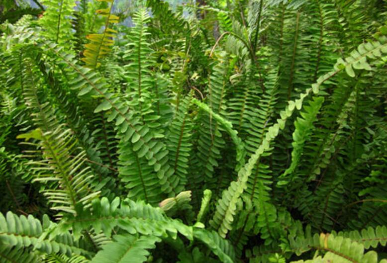  p>大叶骨牌草(又名:七星剑,大金刀,一包针)是一味草药.