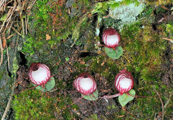  p>铠兰( i>学名:corybas sinii  /i>t. tang et f. t.