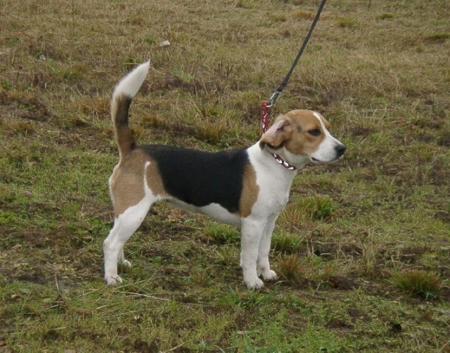  p>历史:挪威的育种家威廉·邓克尔将俄国的哈利青犬(harlequin hound