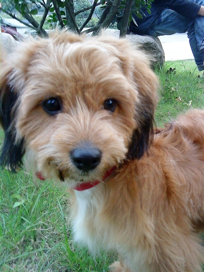 norfolk terrier breed standard