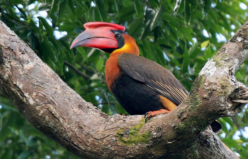  p>棕犀鸟,是一种形态美观,动作异常敏捷的罕见鸟类之一,是菲律宾特有