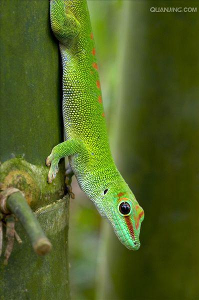 gekko japonicus dumeril et bibron