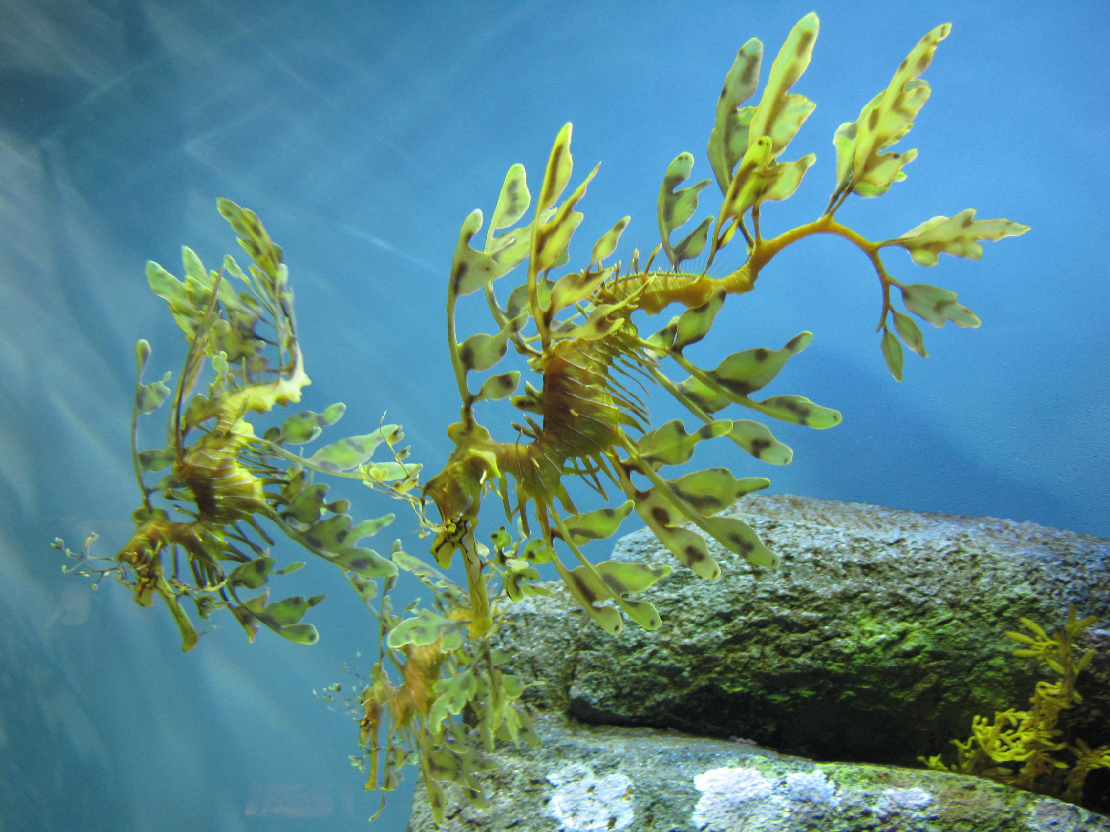  p>叶海龙(学名: i>phycodurus eques /i>)是海龙科,叶海龙属鱼类.