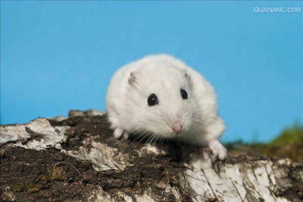  p data-id="gnwswt8o1p">仓鼠在冬天随着阳光的照射毛色会有一半野生