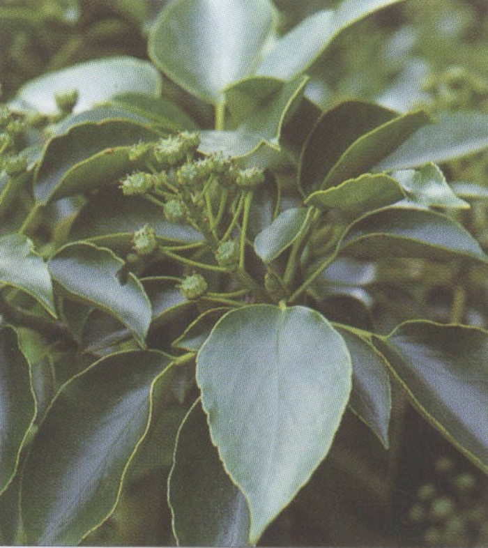  p>昆栏树科(学名: b>trochodendraceae /b>&nbsp;eichler)是昆栏