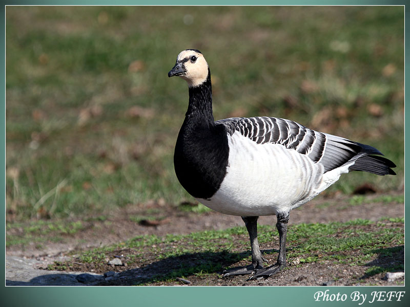  p>夏威夷黑雁(学名: i>branta sandvicensis /i>)属 a href="#">雁形