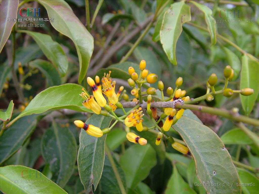 href="#">桑寄生科 /a>, a href="#" data-lemmaid="3428894">鞘花属 