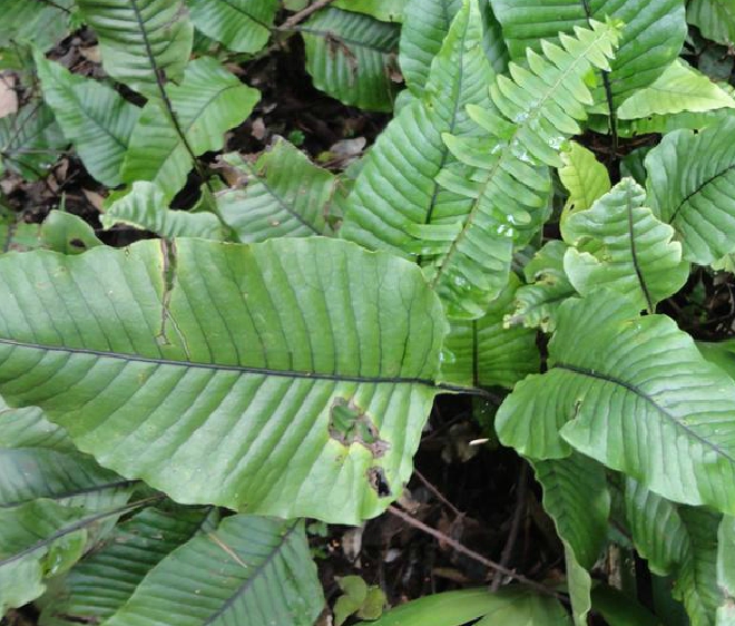  p>截基盾蕨(学名: i>neolepisorus truncatus /i> ching et p. s.