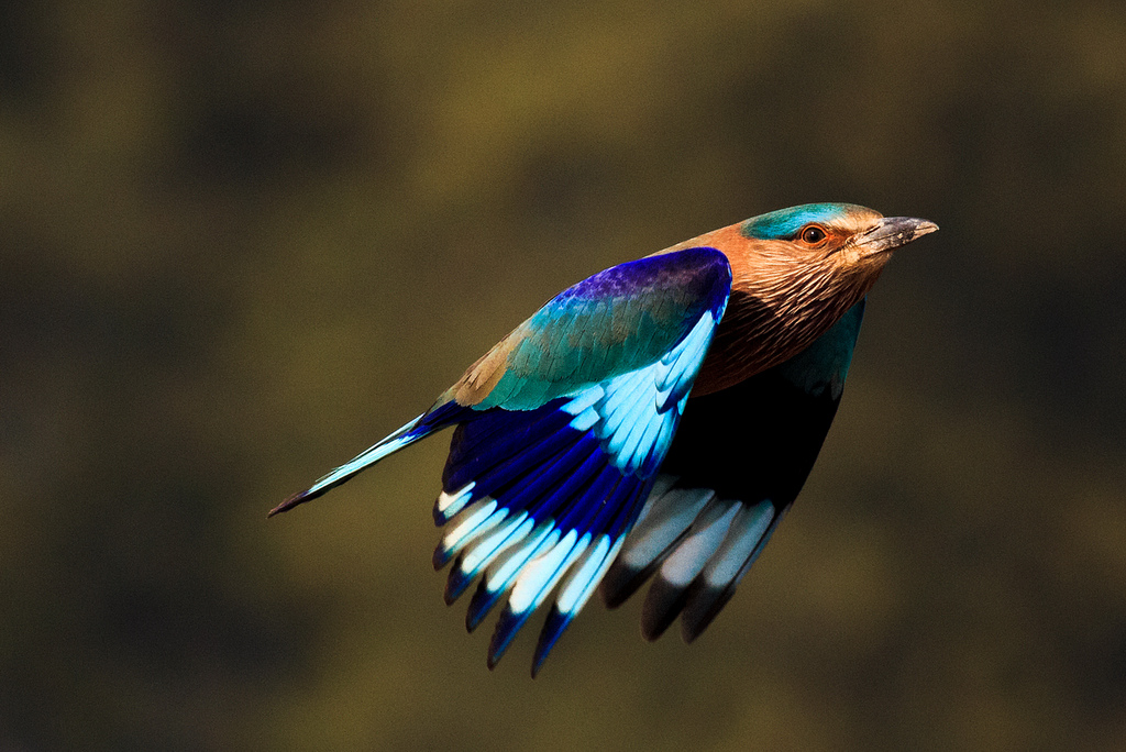 coracias benghalensis