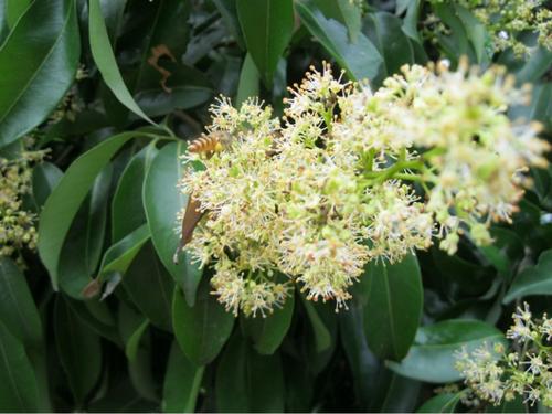 阳朔九龙藤蜂蜜