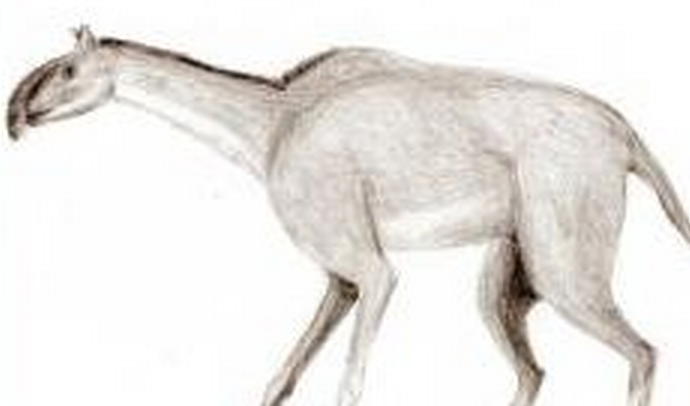  p>长颈驼是 a data-lemmaid="8150775">滑距骨目 /a>的一种有蹄动物.