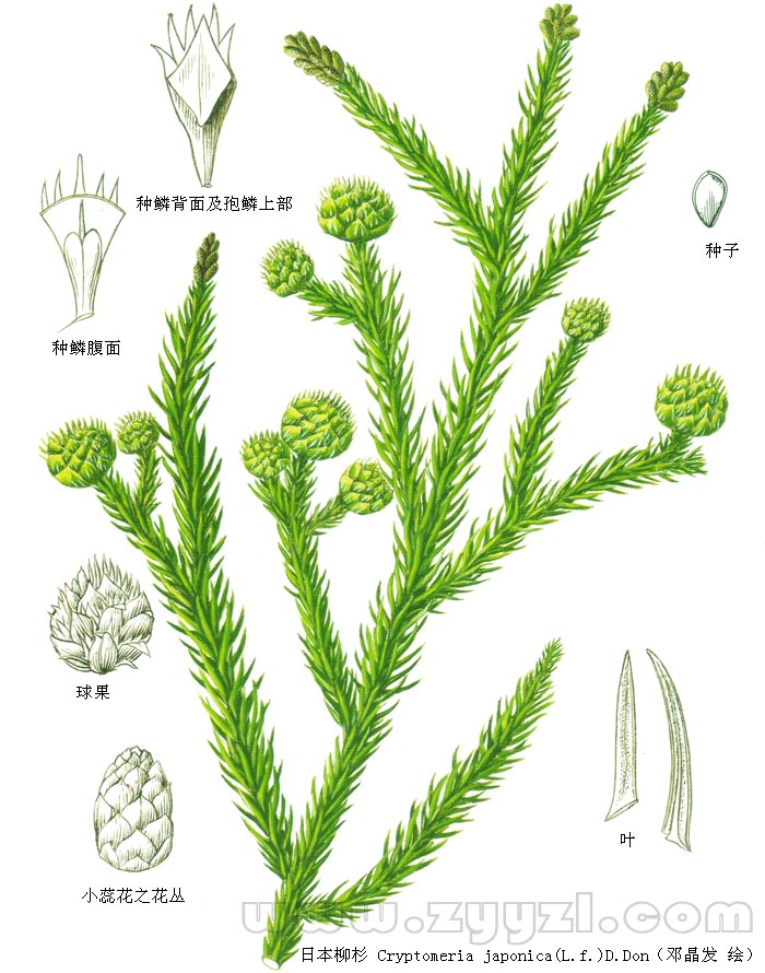  p>日本柳杉(拉丁学名: i>cryptomeria japonica  /i>(l. f.) d.