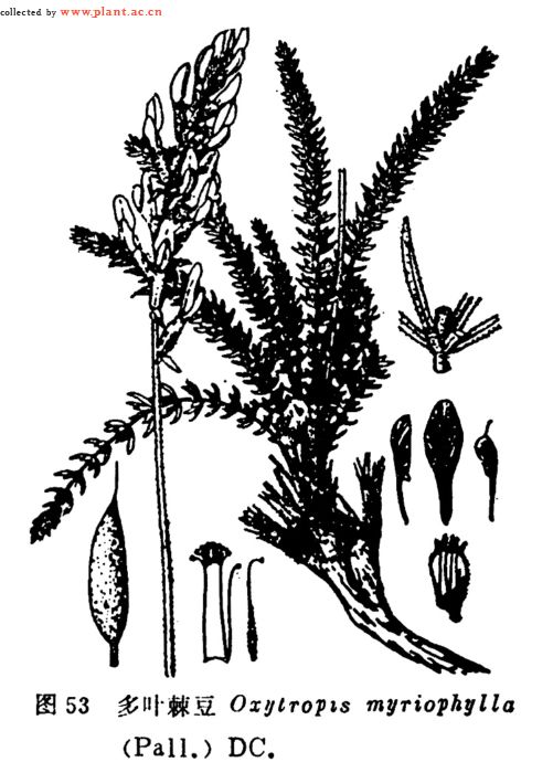 oxytropis podoloba kar.