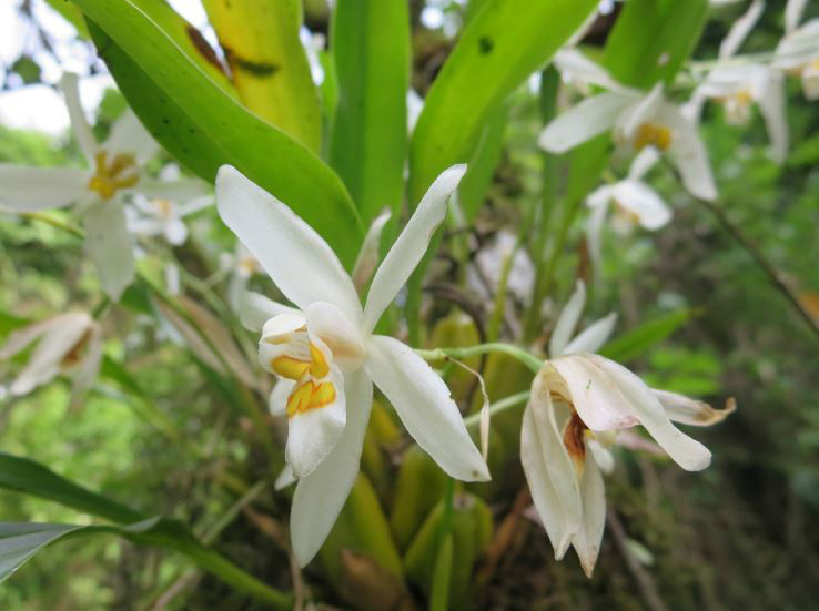  p>眼斑贝母兰(学名: i>coelogyne corymbosa /i>  lindl.