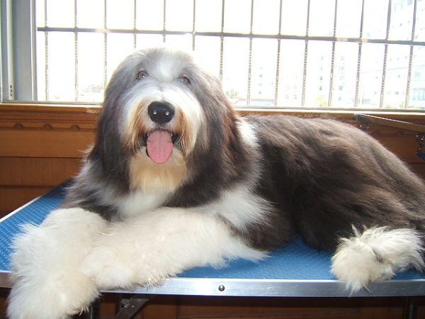 bearded collie