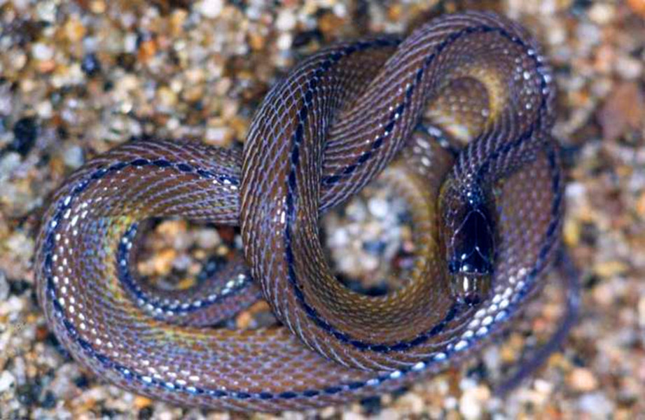  p>黑脊蛇(学名:achalinus spinalis)是游蛇科,脊蛇属的爬行动物.