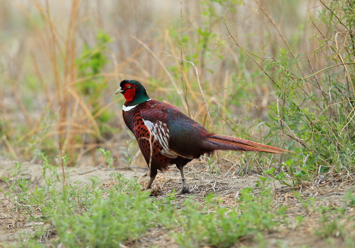 phasianus colchicus formosanus