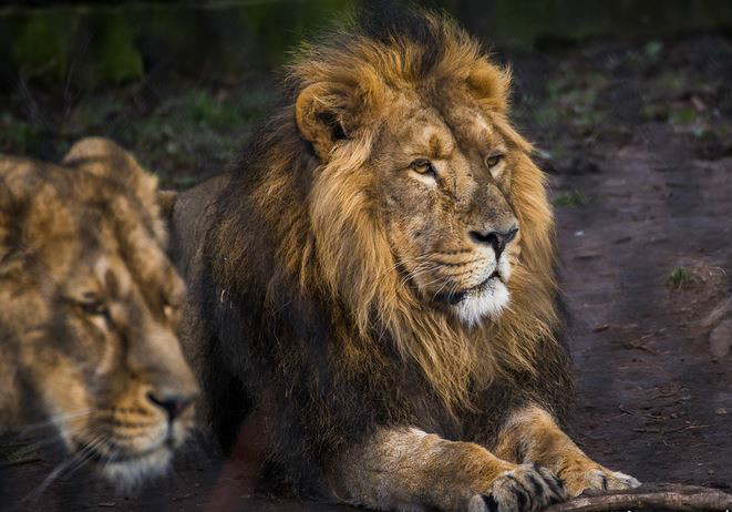 7米,体重170-300千克,是现今只存活在印度的狮子亚种.