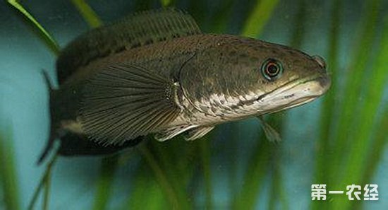  p>黑鱼,学名黑鳢,也俗称为乌鱼.