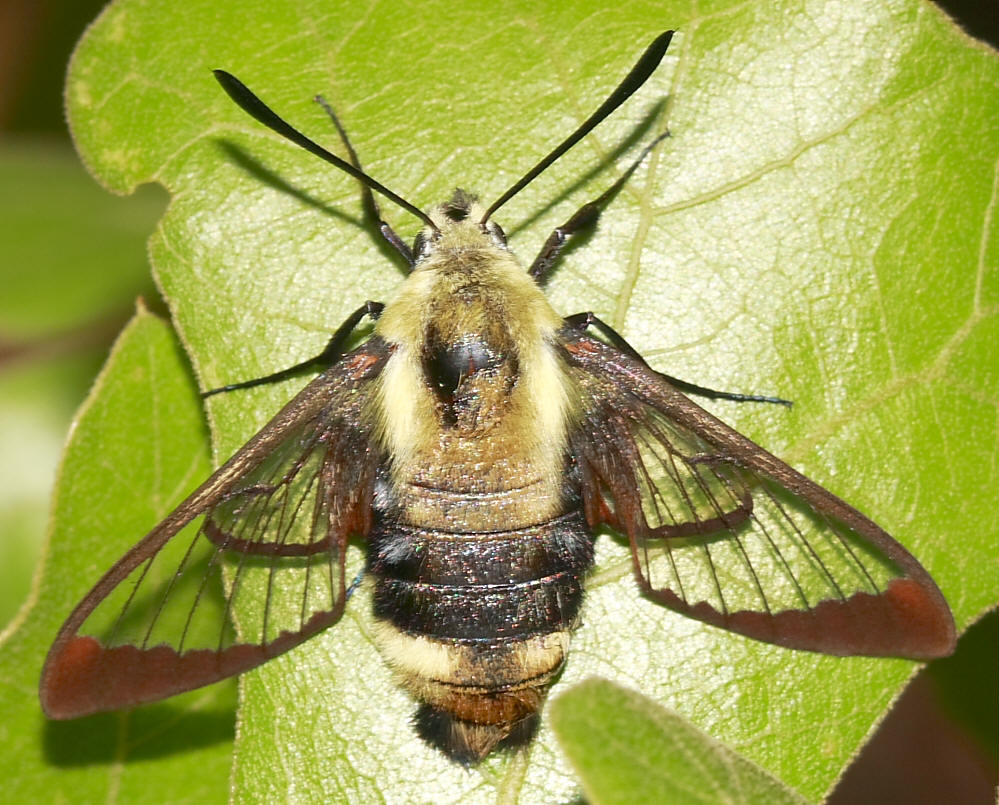  p>透翅蛾( i>aegeriidae) /i>鳞翅目(lepidoptera) a href="#" data