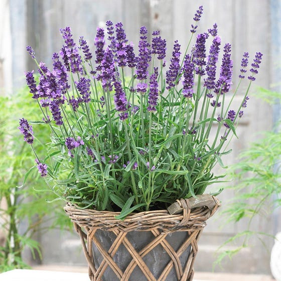  p>薰衣草(拉丁学名:lavandula angustifolia mill.