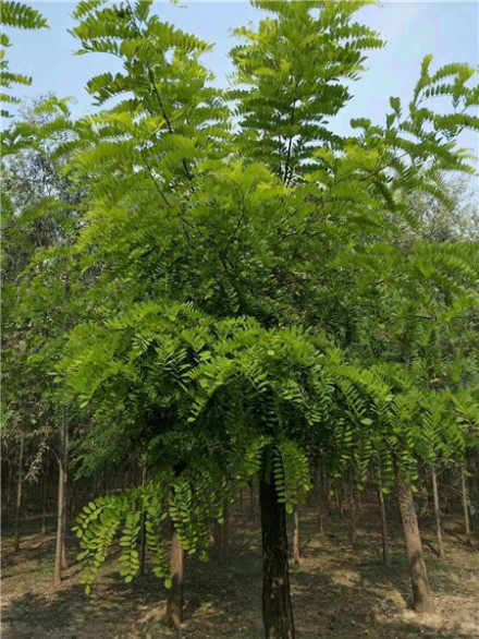 刺槐树_百度百科
