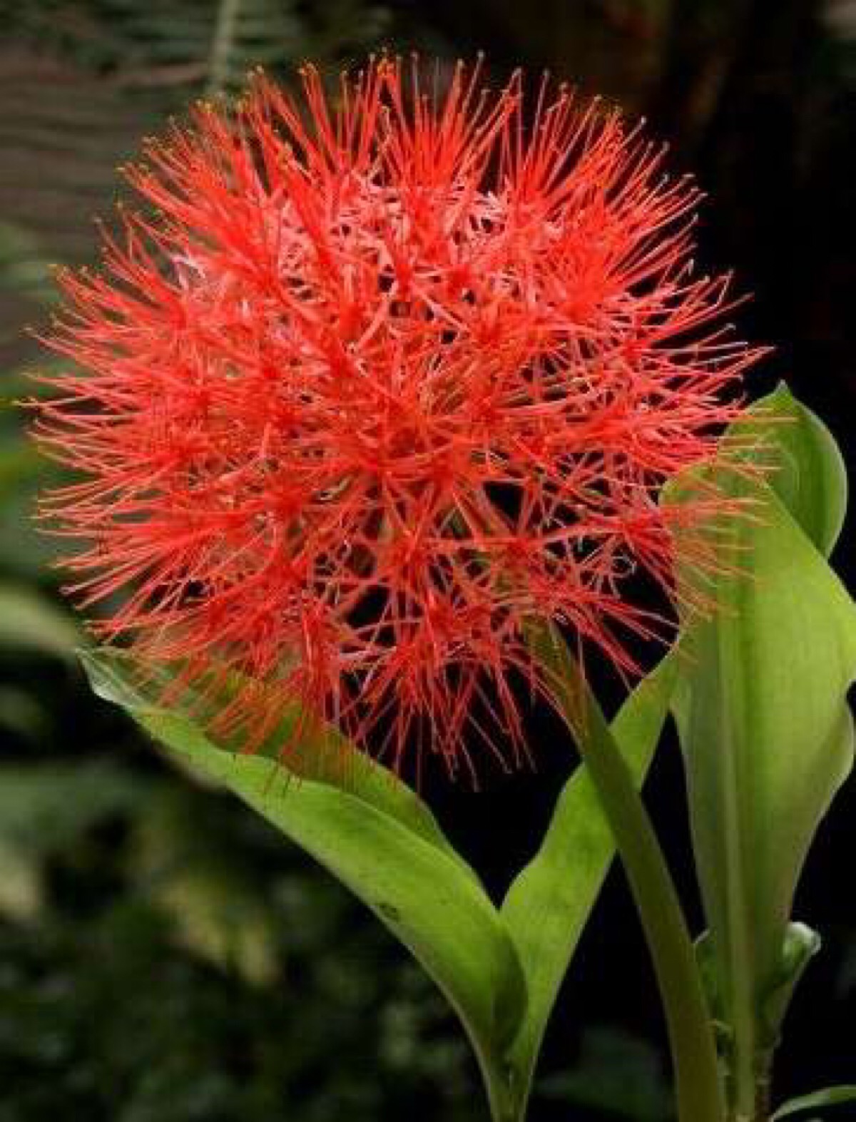 网球花