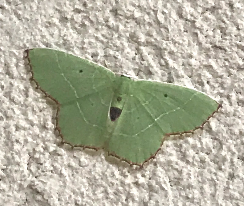 中国四眼绿青尺蛾