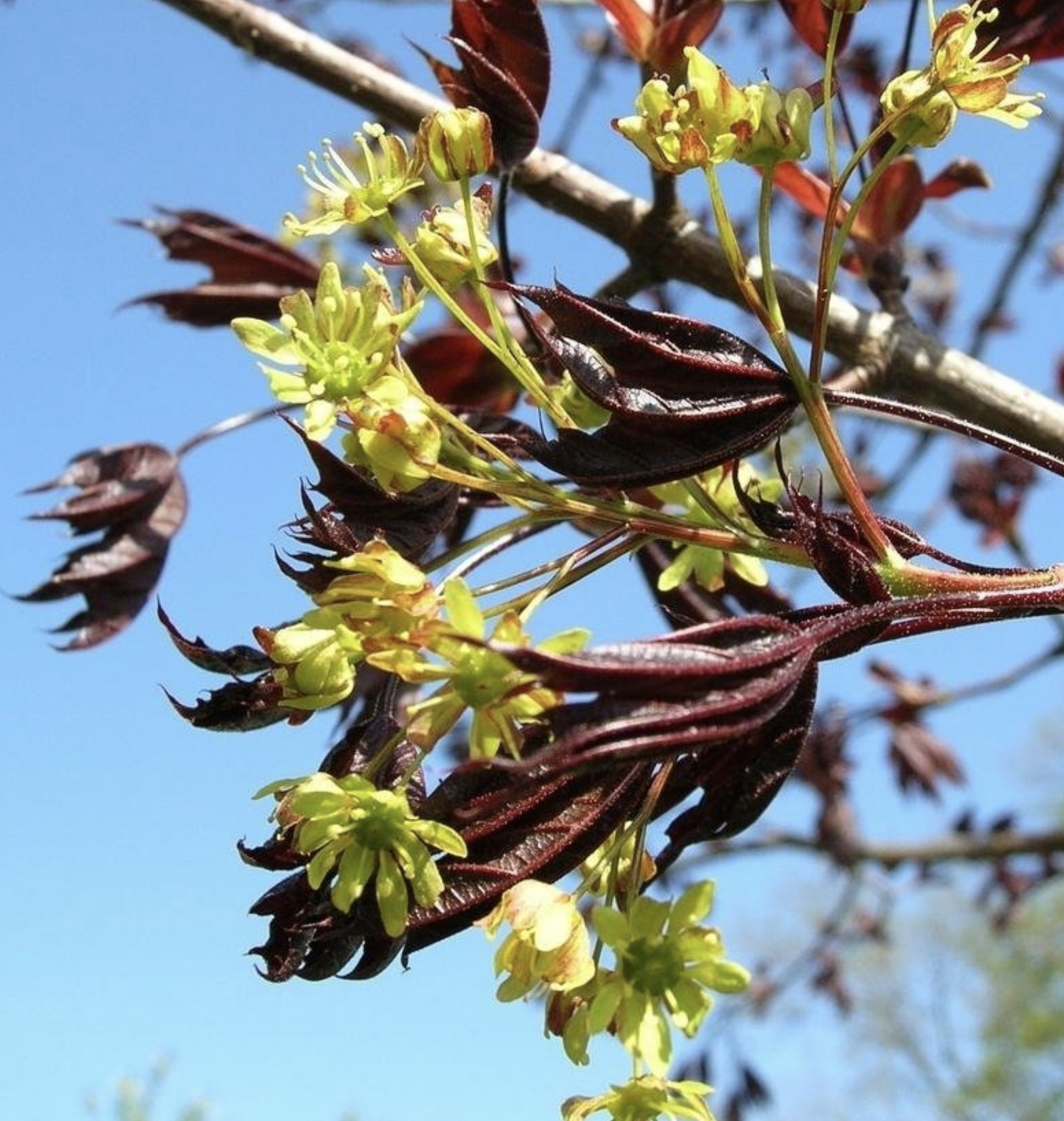 i>acer platanoides 'crimson king' /i>)是槭树科