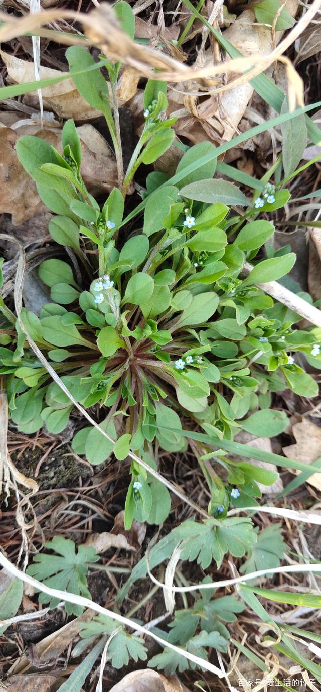  p>灰叶附地菜(学名: i>trigonotis cinereifolia /i>)紫草科附地菜属