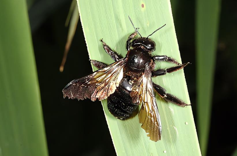  p>长木蜂( i>xylocopa&nbsp;tranquabarorum