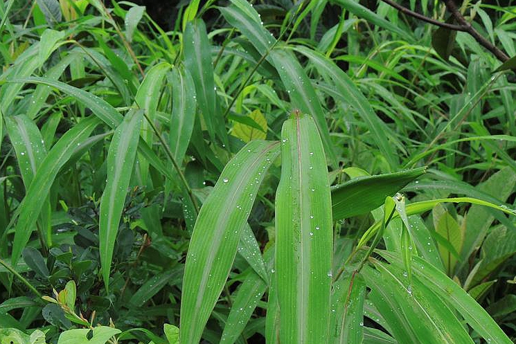 是禾本科,马唐属一年生 a href="#" data-lemmaid="541696">草本 /a>