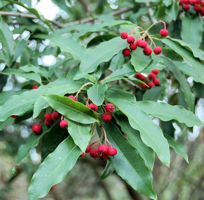 是蔷薇科红果树属灌木或小乔木植物.