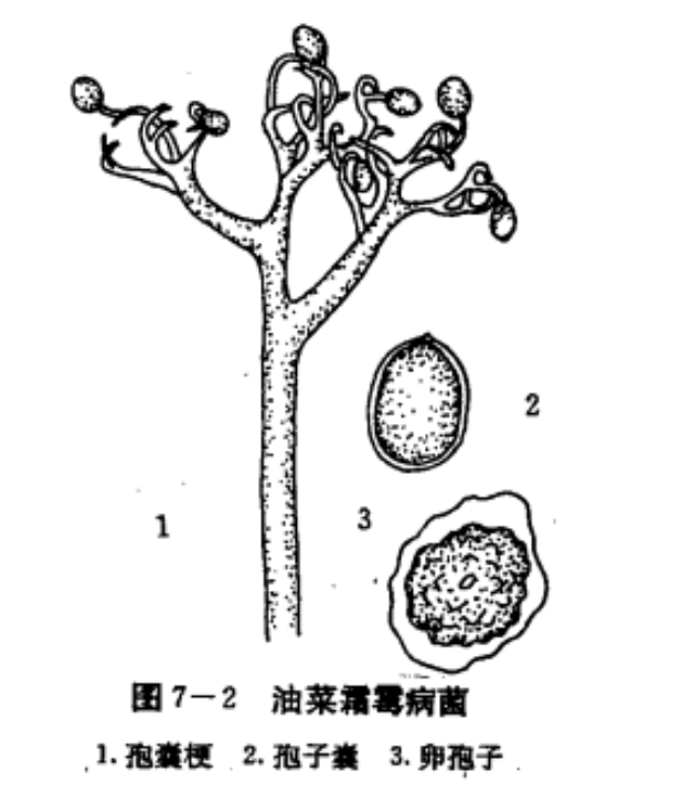 油菜霜霉病