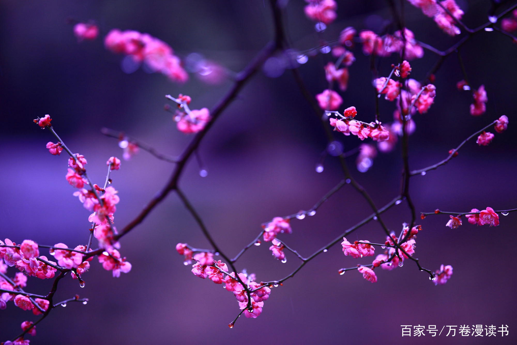 二十四节气之立春：四时之始 万物始生_百科TA说