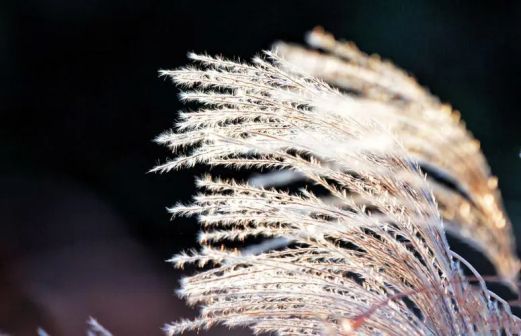 荻（禾本科芒属植物）_百度百科