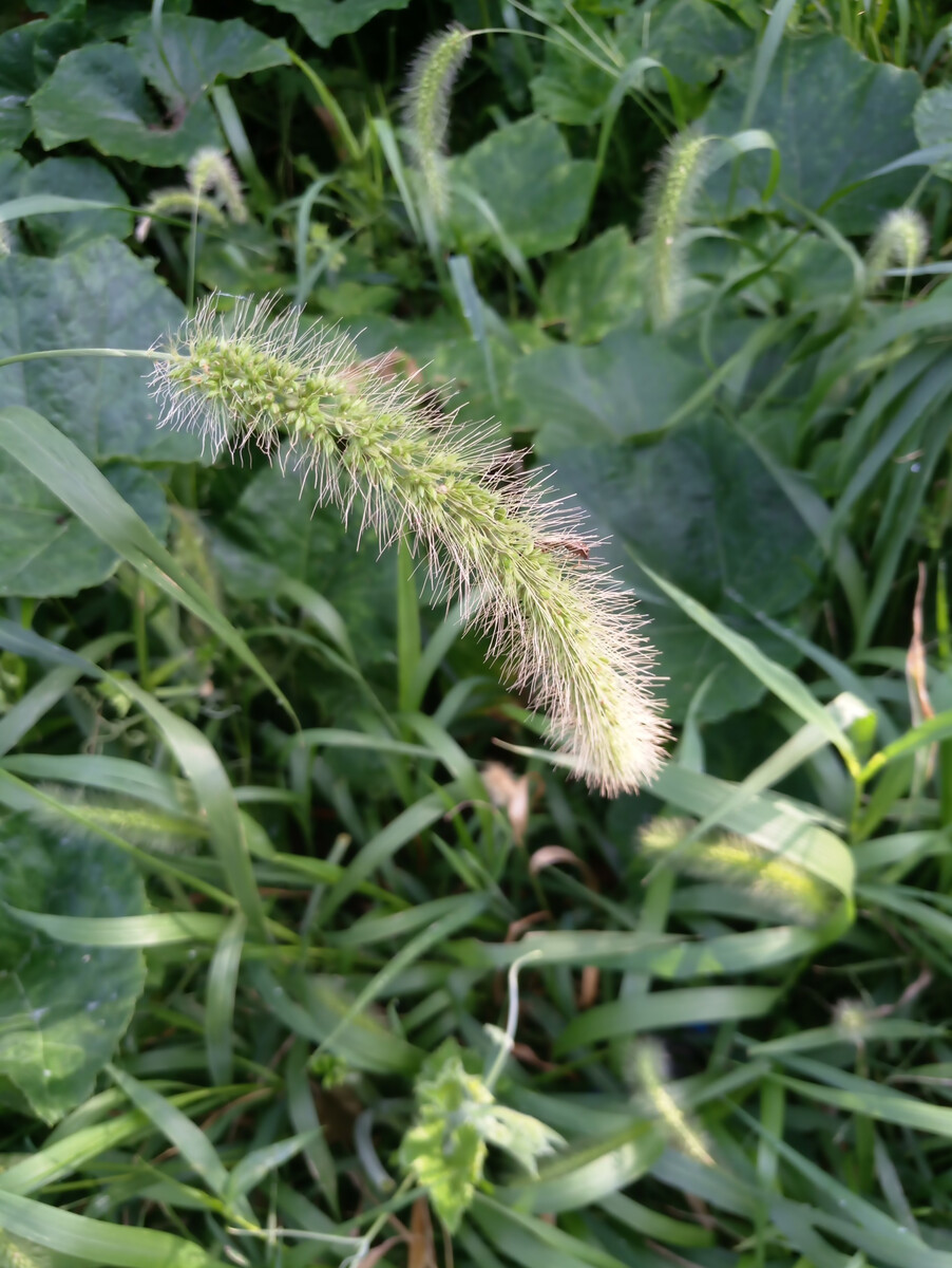  p>锋芒草(学名: b>tragus /b>&nbsp; b>mongolorum /b>&nbsp