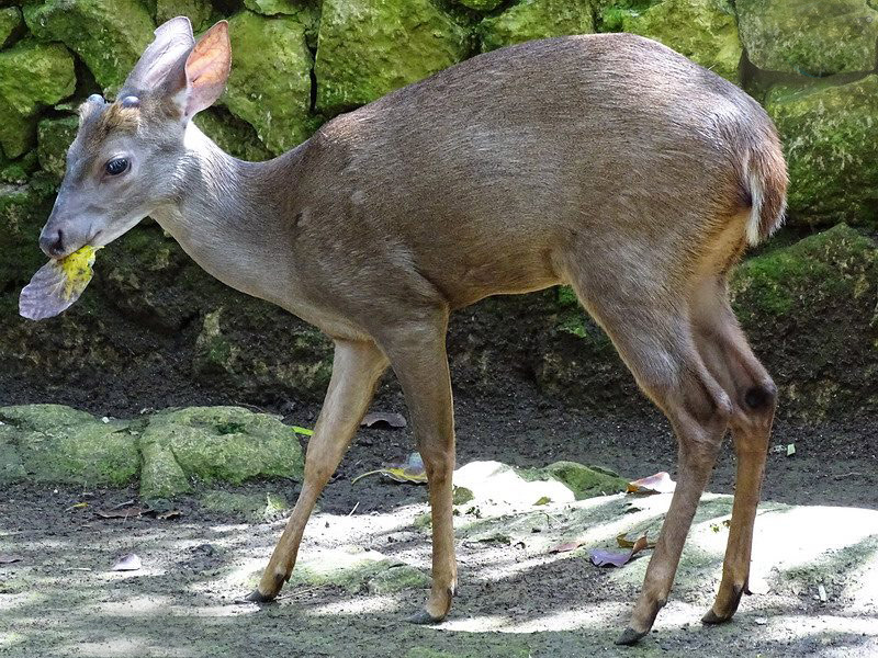 id="skgqfhj8kixj">短角鹿属(学名: i>mazama /i>):是偶蹄目鹿科动物