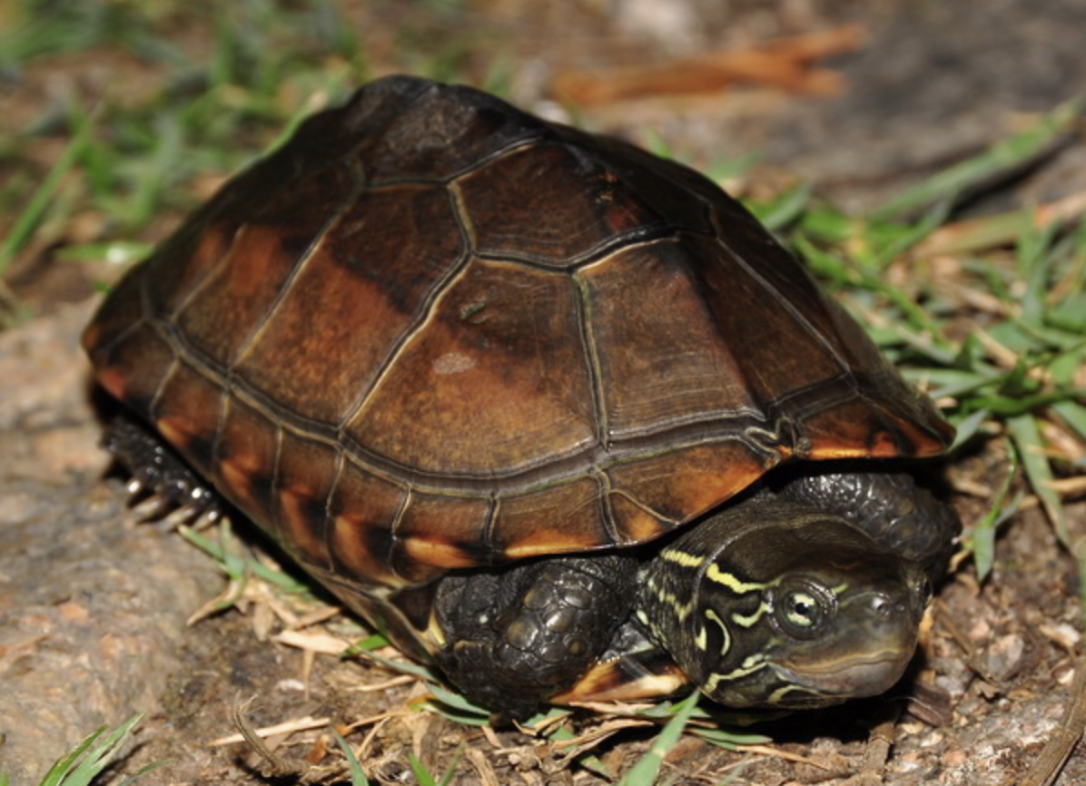  p>乌龟(学名: i>mauremys reevesii /i>)是龟科,拟水龟属爬行动物.