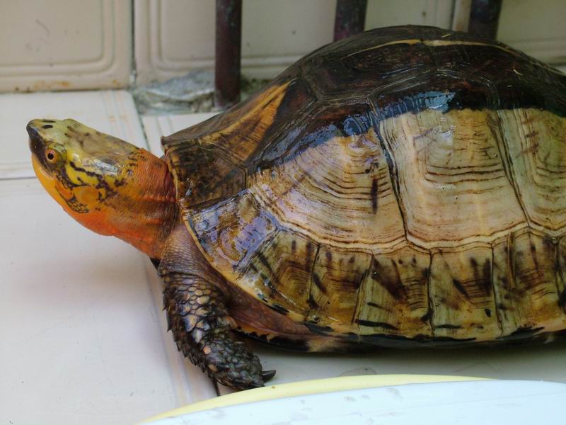  p>黄额闭壳龟(学名: i>cuora galbinifrons) /i>是龟科,闭壳龟属的