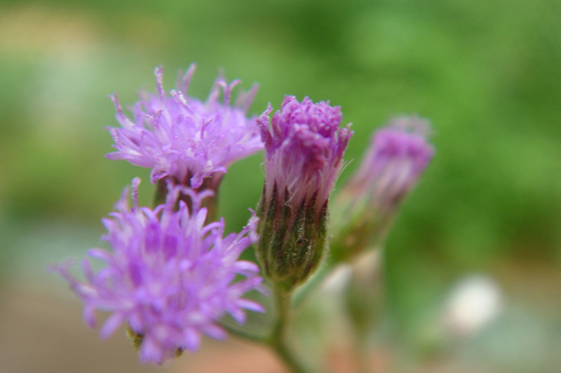 夜香牛(原变种)
