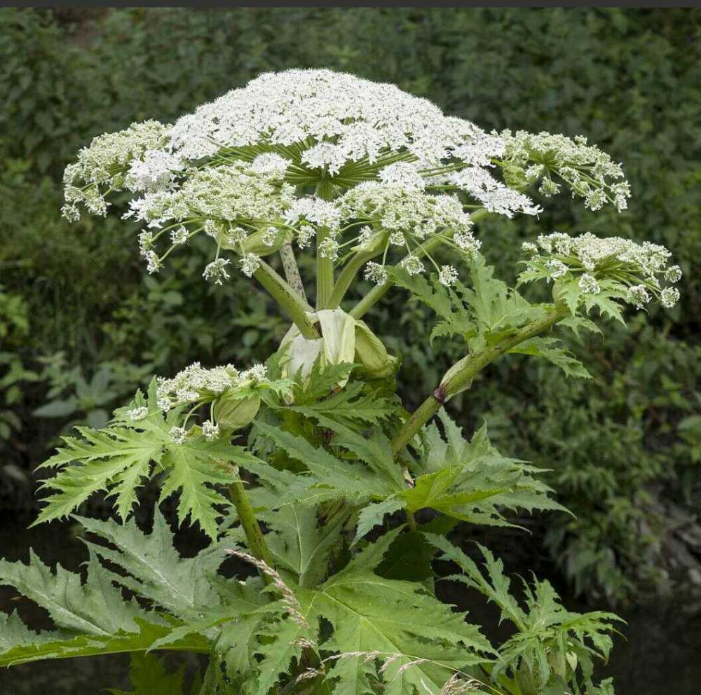 praeruptorum /i> dunn),伞形科疆前胡属多年生草本植物,茎干较矮,灰