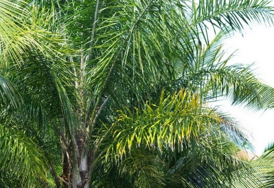  p data-id="tzklwcqtwsii">金山葵是棕榈科金山葵属的乔木状植物.