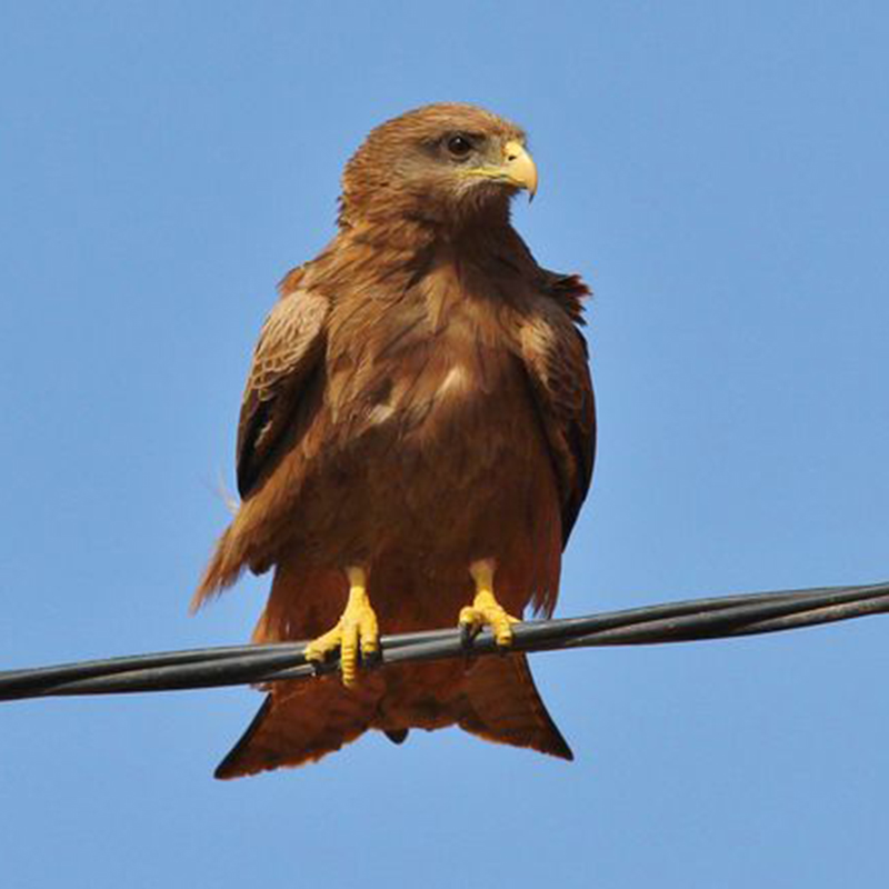  p>黄嘴鸢(学名: i>milvus aegyptius /i>):是鹰科,鸢属猛禽.