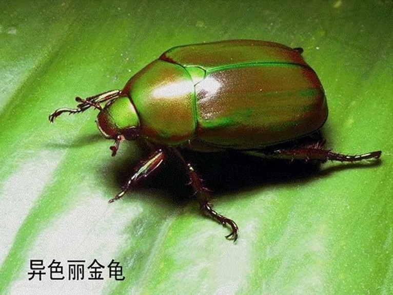 异丽金龟