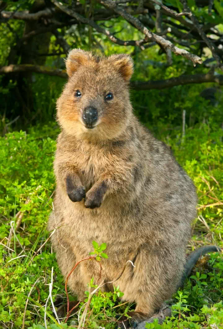 (bó),学名 i>setonix brachyurus /i>,是一种生活在澳大利亚的动物